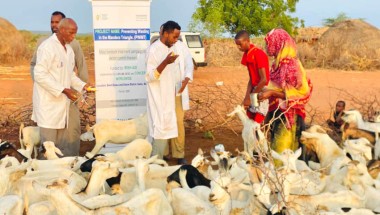 Vaccinating livestock in Dollow, Somalia as part of the Hanaano project.  Healthy livestock are important for maintaining the health of local communities. Photo: Abdinasir Hassan/Lifeline Gedo