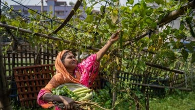 woman in Bangladesh reaches above her head to gather vegetables from a vine