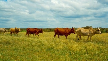 A farmer's cows in in Baki district, Somaliland. Photo: Concern Worldwide