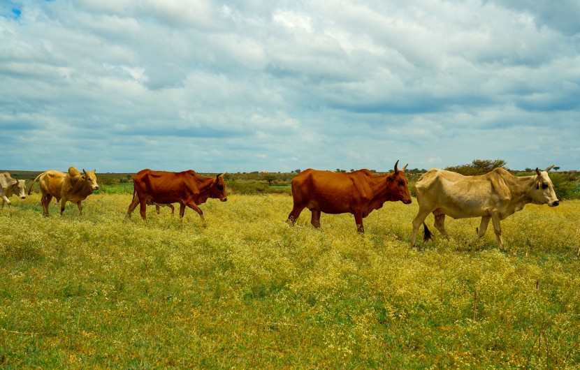 A farmer's cows in in Baki district, Somaliland. Photo: Concern Worldwide