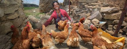 Lemlem Tesega cares for her chickens, a gift she received thanks to Concern. Photo: Nick Spollin/Concern Worldwide