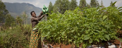 Alphonsine (21) waters a vegetable garden in Mabayi, Burundi, that she planted with support from Concern. Photo: Abbie Trayler-Smith / Concern Worldwide