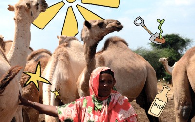 Camel