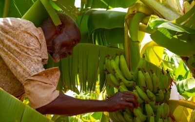 Banana