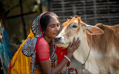 Cow
