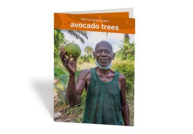 Avocado Trees