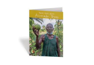 Avocado trees