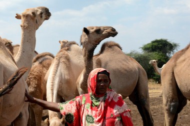 Camel 