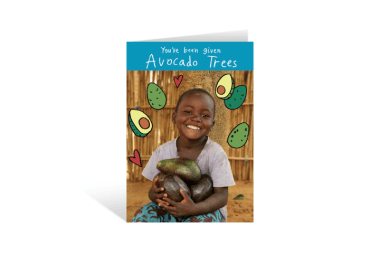 Avocado trees