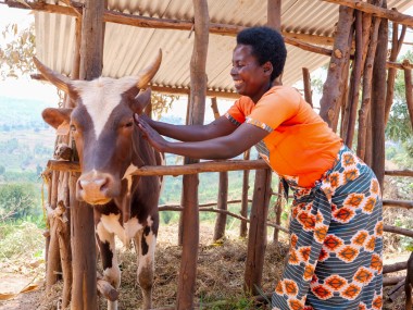 A smiling woman in a bright orange shirt gently pats a cow inside a wooden shelter.