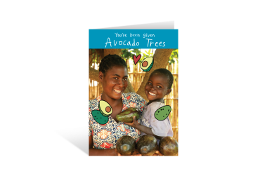 Avacado Trees