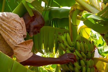 Banana
