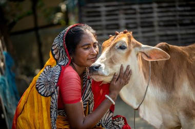 Cow