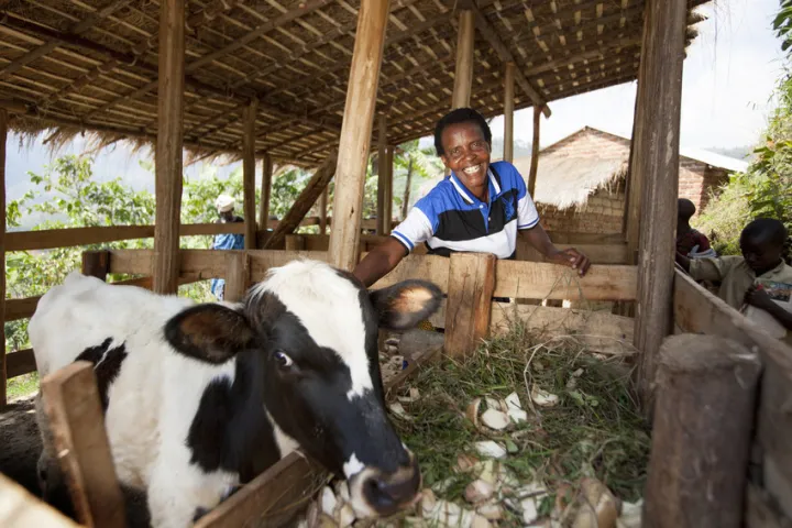 Violette Bukeyeneza (45) is a single mum of eleven a beneficiary of the Graduation programme. Her business has gone from strength to strength. She bought one-year-old cow three months ago at a cost of 550,000BIF. Photographed at her home in Bukinanyana, Cibitoke, Burundi. Photo: Abbie Trayler-Smith / Concern Worldwide Violette Bukeyeneza (45) is a single mum of eleven a beneficiary of the Graduation programme. Her business has gone from strength to strength. She bought one-year-old cow three months ago at a cost of 550,000BIF. Photographed at her home in Bukinanyana, Cibitoke, Burundi. Photo: Abbie Trayler-Smith / Concern Worldwide