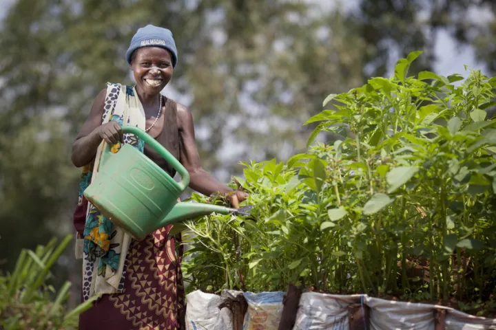 Euphemia Inina (42) mother of Alphonsine Niyonzima (21) waters their market garden at her home in Mabayi, Cibitoke. As part of the Graduation Programme all participants are given seeds and training on how to grow food in their gardens. Photo: Abbie Trayler-Smith / Concern Worldwide Euphemia Inina (42) mother of Alphonsine Niyonzima (21) waters their market garden at her home in Mabayi, Cibitoke. As part of the Graduation Programme all participants are given seeds and training on how to grow food in their gardens. Photo: Abbie Trayler-Smith / Concern Worldwide