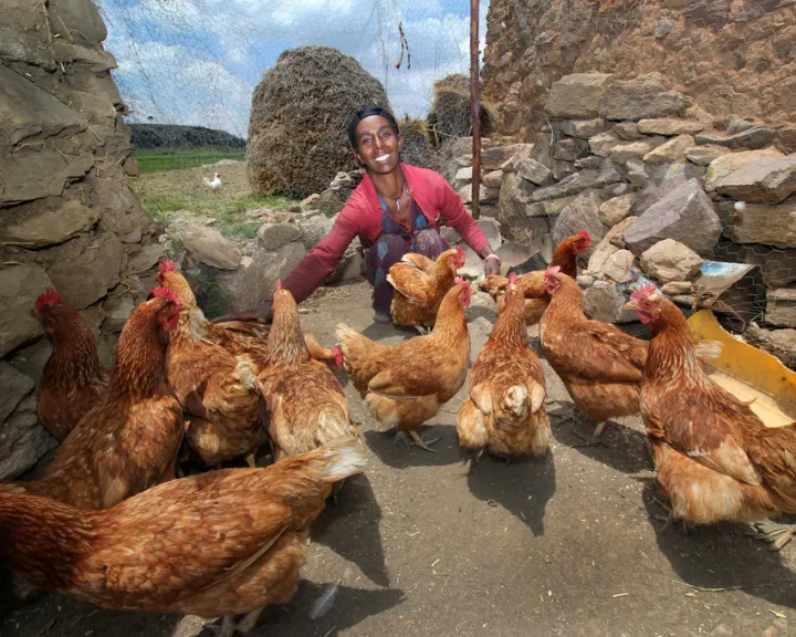Lemlem Tesega sets the pecking order for her chickens in Ethiopia. Photo:Nick Spollin / Concern Worldwide