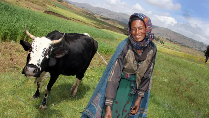 Taytu Mohammed Hamza walks her cow through the field in Ethiopia. Photo: Nick Spollin / Concern Worldwide Taytu Mohammed Hamza walks her cow through the field in Ethiopia. Photo: Nick Spollin / Concern Worldwide