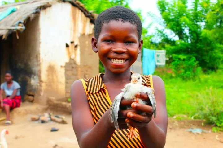Martha, 13, with one of her family’s precious chicks in Mlolo, Malawi. Photo: Jason Kennedy / Concern Worldwide Martha, 13, with one of her family’s precious chicks in Mlolo, Malawi. Photo: Jason Kennedy / Concern Worldwide