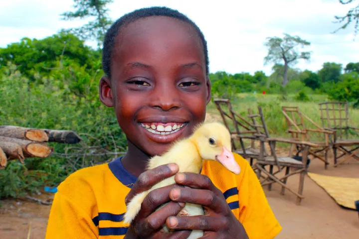 Nhkonde, eight, shows off one of his newly hatched ducklings in Malawi. Photo: Jason Kennedy / Concern Worldwide Nhkonde, eight, shows off one of his newly hatched ducklings in Malawi. Photo: Jason Kennedy / Concern Worldwide