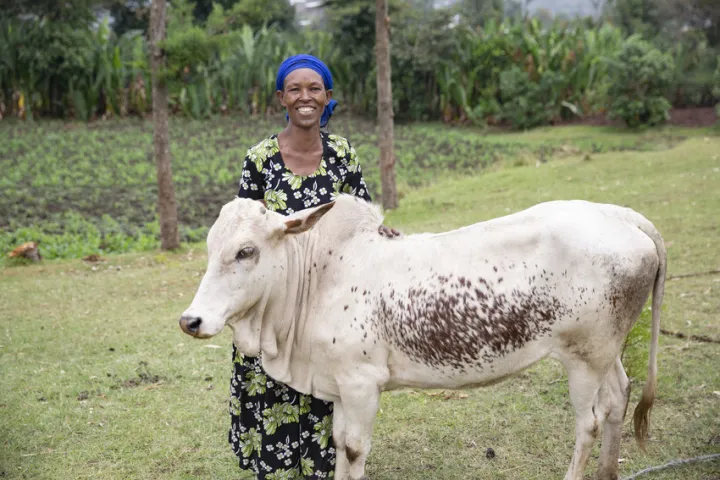 Mestawat with her life-changing cow in Ethiopia. Photo: Kieran McConville /Concern Worldwide