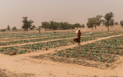 Vegetable gardens grown by women in Zardana Satourou village with the support of Concern. Photo: Apsatou Bagaya / Concern Worldwide.