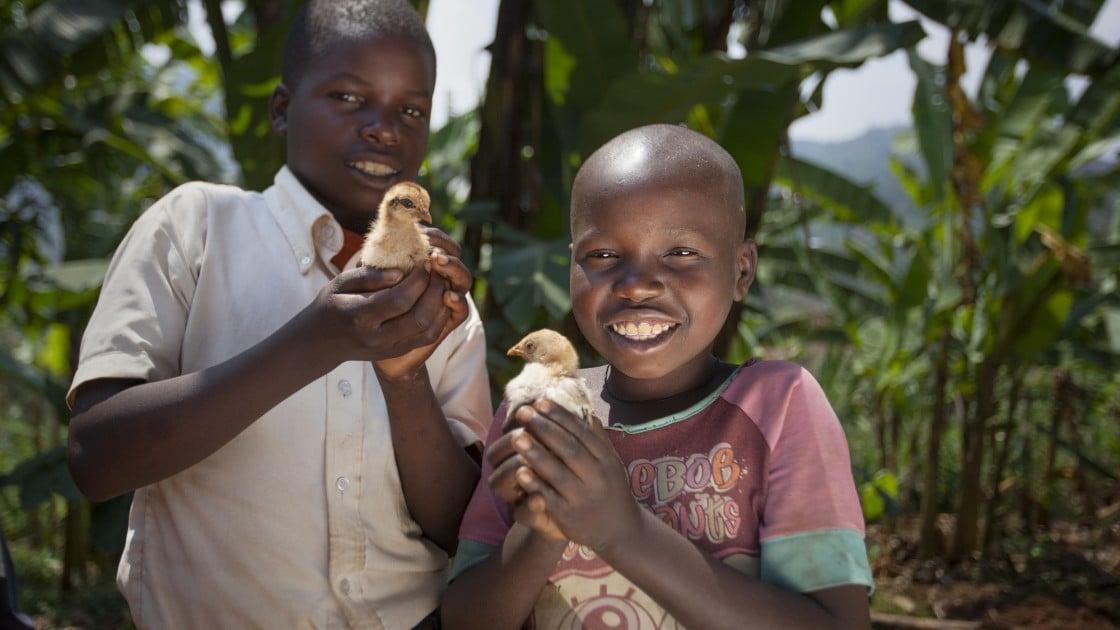 Kevin Niyomuhoza (6) and Olivier Iranyumviye (10) with the chickens they have bought thanks to the Graduation Programme. Photo: Abbie Trayler-Smith