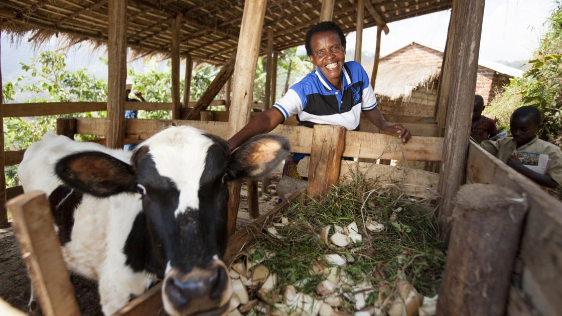Violette Bukeyeneza is a single mum and a beneficiary of the Graduation programme. She bought one-year-old cow three months ago. Photo: Abbie Trayler-Smith