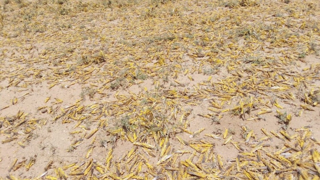 Locusts in Laisamis in Marsabit County in Kenya where Concern Worldwide is assessing the damage the swarms are having on communities. Photo: Concern Worldwide