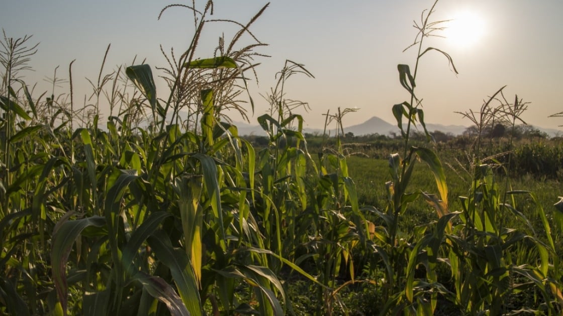 A field of winter maize on the floodplains of the Shire river in Nsanje district, Malawi.