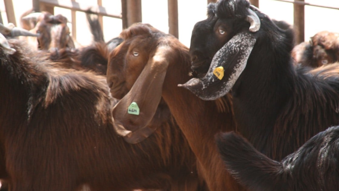 Shami goats in Sudan. Credit: Concern Worldwide