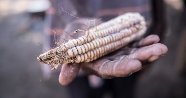 A hand holding a sheath of rotten maize