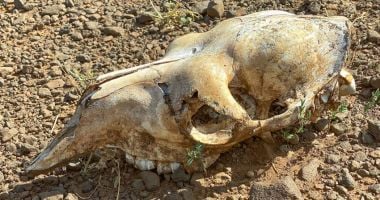 Skeletal remains of an animal due to drought