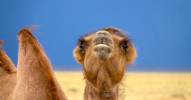 Bactrian camel