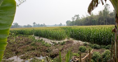 A CRAG reconstructed embankments for flood resilience and built pathways to make movement easier during floods. Photo: Gavin Douglas/Concern Worldwide