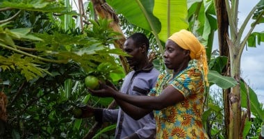 A couple in Rwanda pick fruit in their garden