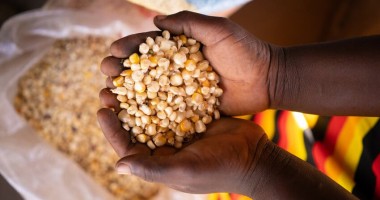 Maize crop example, Malawi. Photo: Chris Gagnon/Concern Worldwide