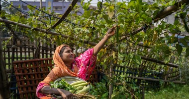 woman in Bangladesh reaches above her head to gather vegetables from a vine