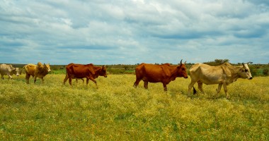 A farmer's cows in in Baki district, Somaliland. Photo: Concern Worldwide