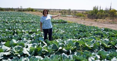 Maryna in her field with late-season cabbage, in Bila Krynytsia village, Mykolaiv region. Maryna received an agricultural grant from JERU after much of her land and equipment was damaged in the conflict. shows. Photo: Olena Horyacheva/UABSC