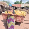 Ligness carrying yellow maize (MH34) supplied by Concern, grown using liquid fertilizer produced from biogas. Photo: Concern Worldwide.