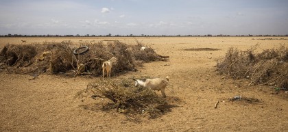 Antut Sharamo's sheep and goat by their family home in Marsabit, Kenya. Photo: Ed Ram/Concern Worldwide