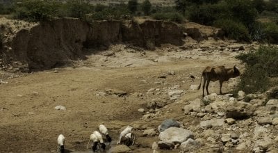 A dried up river bed near Carracad, in western Somaliland. Usually the river flows during the wet 'Gu' season. However, reduced and failed rains in 2019 have left cattle and goats and local villagers to depend on a local well. Photo: Eamon Timmins/Concern Worldwide