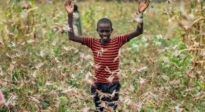 A farmer's son raises his arms as he is surrounded by desert locusts while trying to chase them away from his crops, in Katitika village, Kitui county, Kenya. Credit: Ben Curtis/AP/Shutterstock