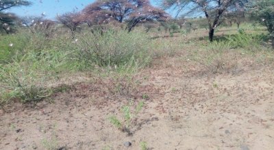 Locusts in Marsabit County, Kenya