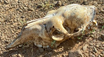 Skeletal remains of an animal due to drought