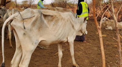 A malnourished cow in Qaranri, Somalia