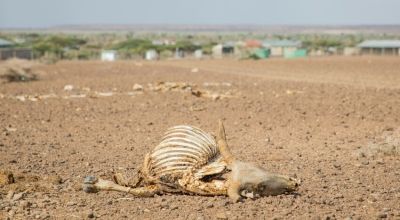 Dry land covered in dead livestock. Livestock resilience has been worn down over four successive droughts. Photo: Gavin Douglas/Concern Worldwide
