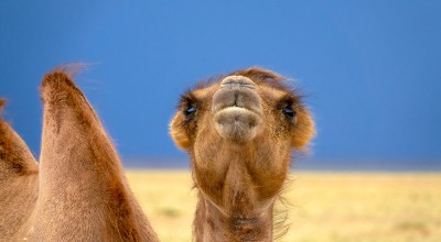 Bactrian camel