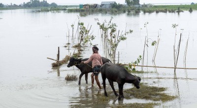 The land lies drowned beneath floodwaters, leaving scarcely a patch of grass for grazing. For the people of the chars, their very existence is woven with the animals they raise. In times of flood, their greatest concern is not only for their homes but for the survival of these creatures, hurriedly seeking higher ground where they might find refuge from the rising waters. Photo: Saikat Mojumder/Concern Worldwide