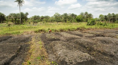 A farm plot on a rehabilitated swamp in Tonkolili, Sierra Leone. Photo: Kieran McConville/Concern Worldwide